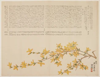 Japanische Gelbe Rose oder Yamabuki, ca. 1818-29